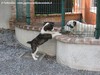 Cuccioli/Cuccioloni - IN VENDITA -